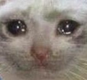 :cat_cry: